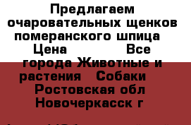 Предлагаем очаровательных щенков померанского шпица › Цена ­ 15 000 - Все города Животные и растения » Собаки   . Ростовская обл.,Новочеркасск г.